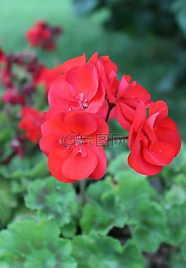 花,粉色,花園