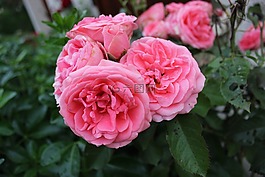 花,粉色,花園