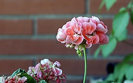 鮮花,蔬菜,性質(zhì)