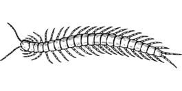 動(dòng)物,節(jié)肢動(dòng)物,甲蟲(chóng)，昆蟲(chóng)