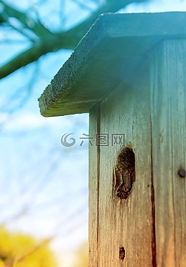 鸟,育雏,夏天
