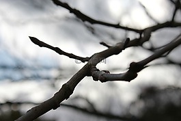 樹,自然,花園