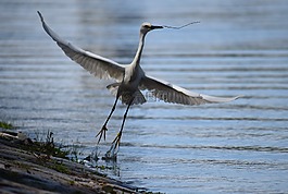 蒼鷺,鳥,飛行