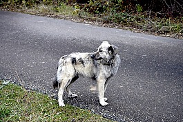 狗,路,牧师