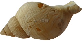 動物,海灘,海洋
