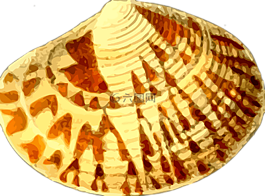 動(dòng)物,海灘,海洋