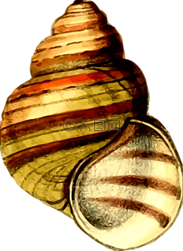 動(dòng)物,海灘,海洋