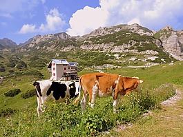 牛,普拉托,山