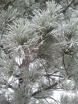 松,雪,冬天