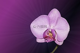 花,開花,蘭花