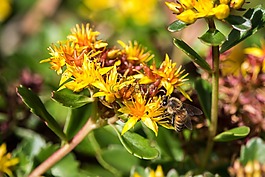 蜜蜂,黃色,花
