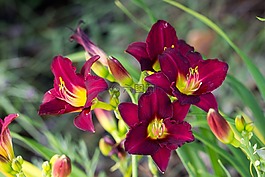 鮮艷的紅色花朵,花園,夏天