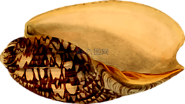 動(dòng)物,海灘,海洋