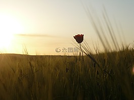 景觀,自然,夏天