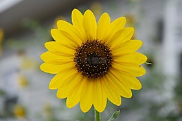 向日葵,黃色花,黃色