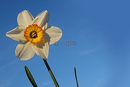 喇叭水仙,花,開花