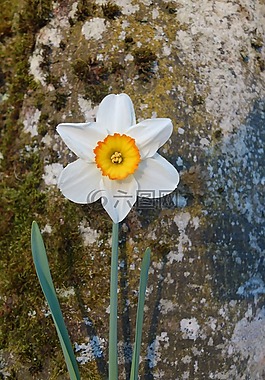 喇叭水仙,花,開花