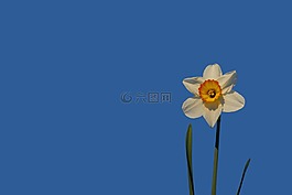 喇叭水仙,花,開花