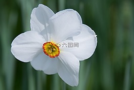 喇叭水仙,花,開花