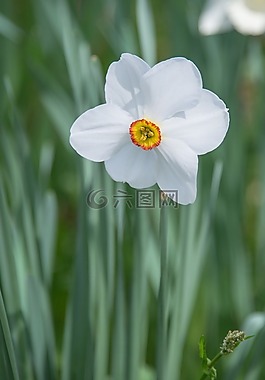 喇叭水仙,花,開花