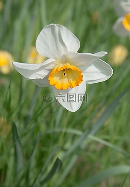 喇叭水仙,花,開花