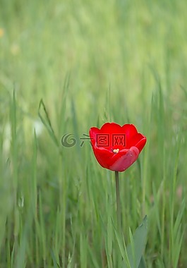 郁金香,開(kāi)花,春天