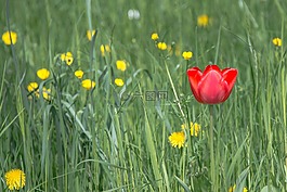 郁金香,開花,春天