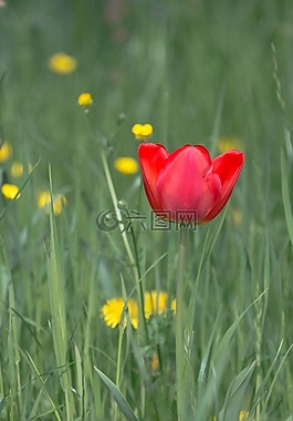郁金香,開花,春天