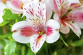 鮮花,花粉,自然