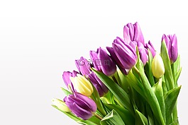 郁金香,郁金香花束,鮮花