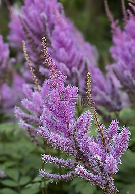 花,開花,盛開