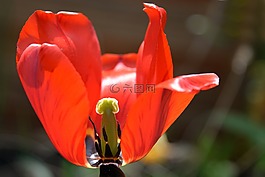郁金香,開花,春天