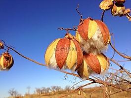 野花,種皮,鈴