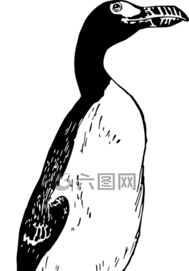 動(dòng)物,鳥(niǎo),滅絕