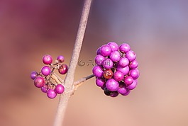 漿果,紫,性質(zhì)