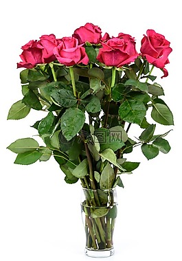 玫瑰,花,禮品