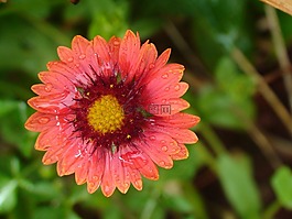 花,自然,綠色