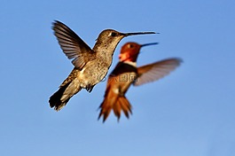 蜂鳥,鳥,翅膀