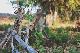 草,自然,森林