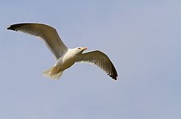 海鷗,鳥,海鳥