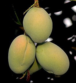 芒果,水果,自然