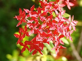 埃及 starcluster,这次杉木,花