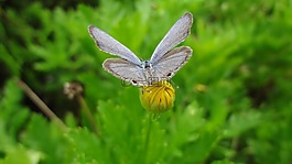 大自然,昆蟲(chóng),蝴蝶