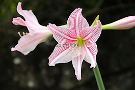 百合,開花,花