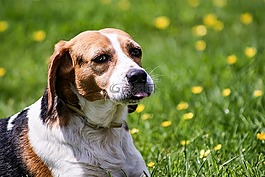 狗,比格犬,野生動(dòng)物攝影