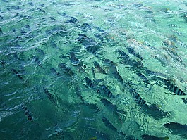 水,魚(yú),海