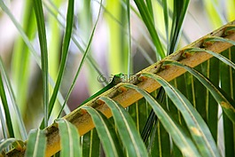爬行動(dòng)物,廠,仙人掌