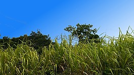 草,藍色的天空,自然