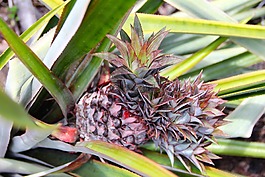 菠蘿,廠,仙人掌