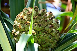 水果,熱帶地區(qū),廠